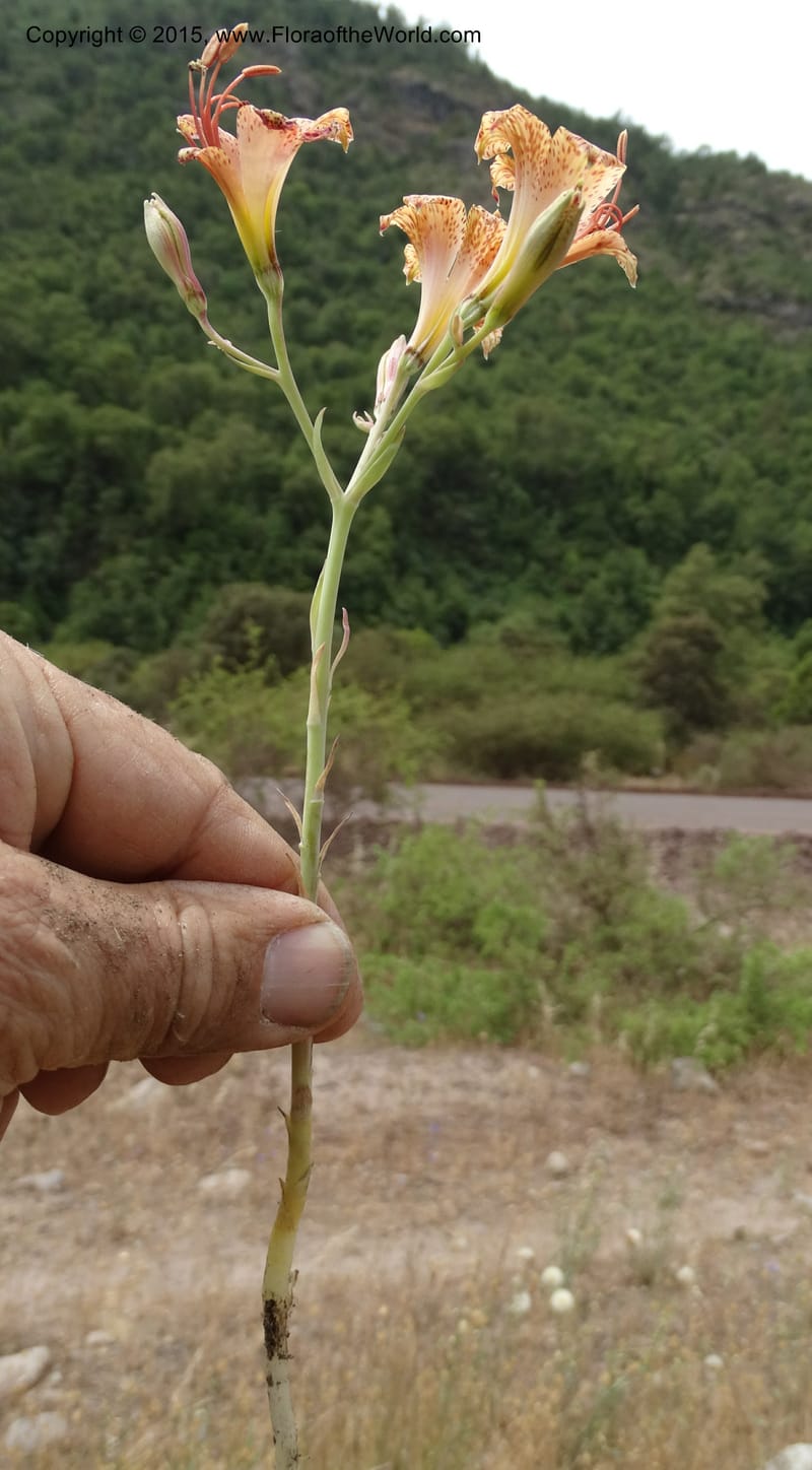 Alstroemeria versicolor, Davidson, C 12826--Chile. Ruta J-55 east of Talca. 27 Nov 2014. DSC08682 (147).JPG