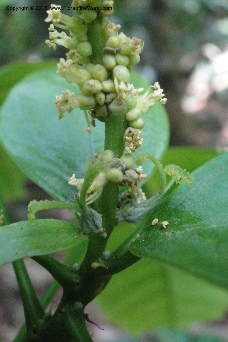 Cleidion, Regalado 1838--Viet Nam. Bach Maa. 9 May 2011. 058 (3).jpg