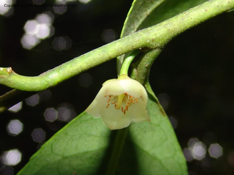 Cleyera theoides--CA. San Francisco Botanical Garden (Strybing Arb.). 30 Mch 06. 329.jpg
