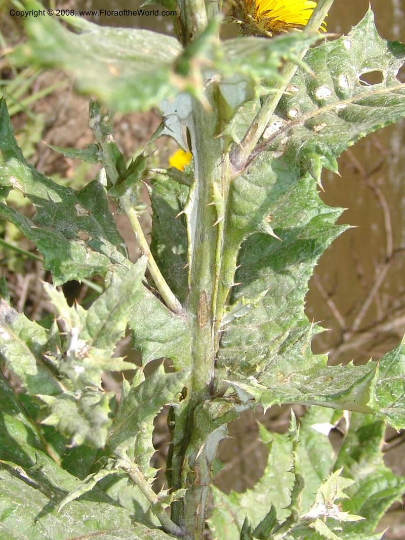 Berkheya--So.Africa. KZN. Midl. Meand. Granny Mouse. 13 Mch 05. 081.jpg