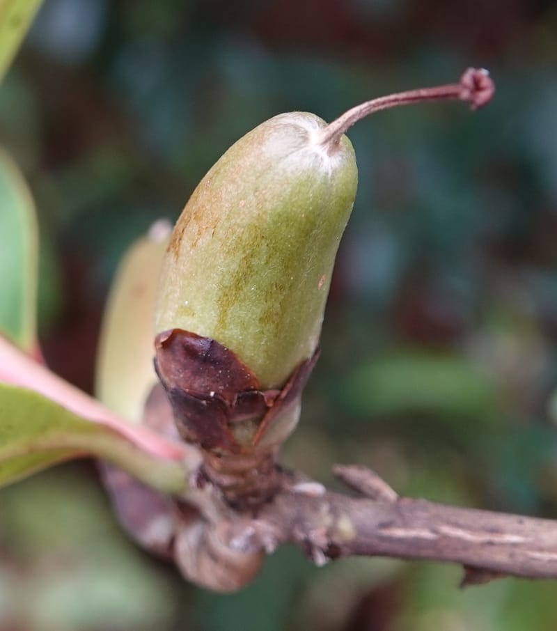 Polyspora axillaris, D. Boufford 44131--China. Yunnan. Meizi Lake Park. 3 May 2018. DSC01424 (110).JPG
