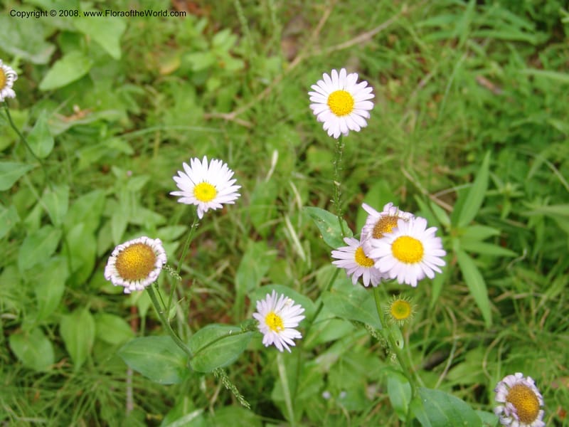 Erigeron peregrinus, CDavidson11118--ID. Adams Co. For. Serv. Rd. 453, to Goose Lk. 20 Jul 07. 204.jpg