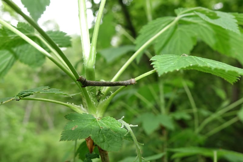 Ribes japonicum--Japan. Niigata. Sasagamine. Yu Memidaira. Forest Therapy Trail. 28 May 2016. DSC04970 (158).JPG