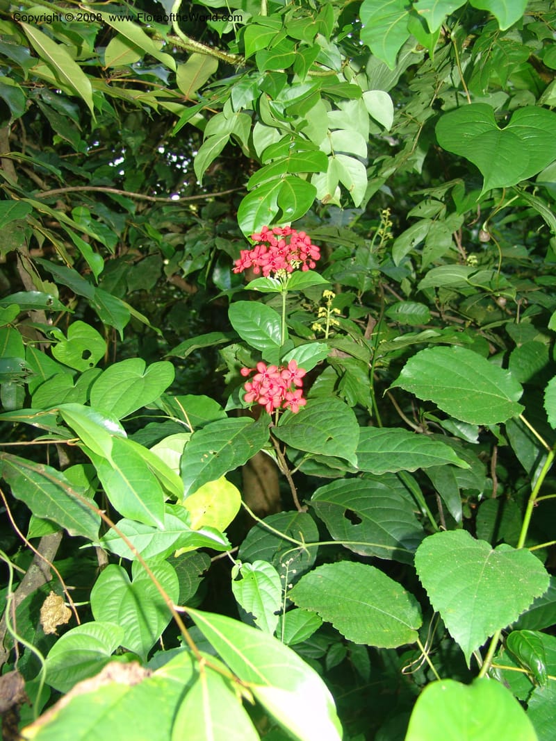 Clerodendrum splendens--Cameroon. Limbe Garden 12 Oct 04. 189.jpg
