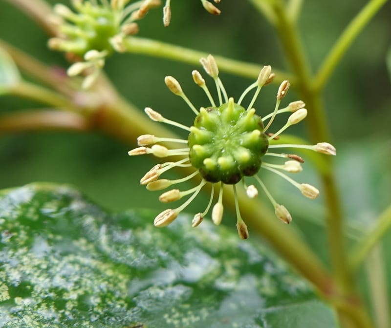 Trochodendron aralioides, Tseng Yu-Hsin 1327--Taiwan. Taroko Nat. Park. Mt. Bilu Trail. 21 May 2016.  (29).JPG