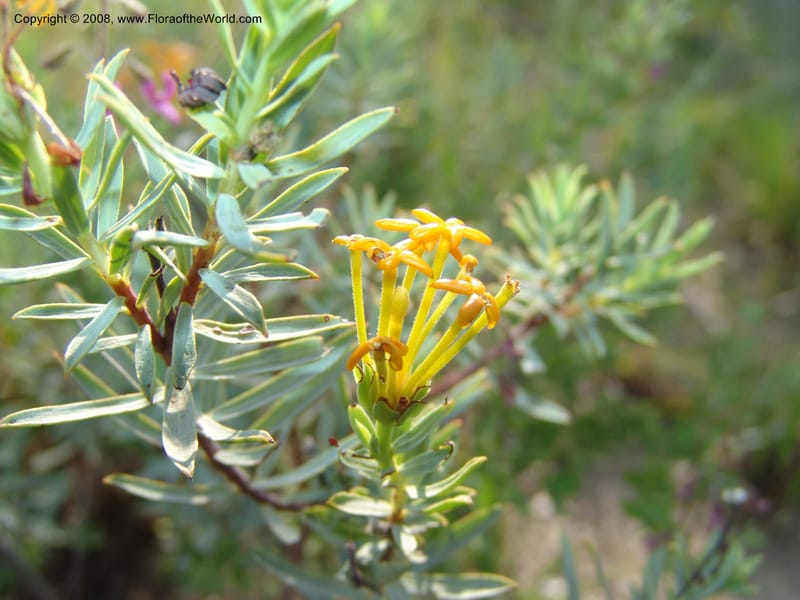 Gnidia--So.Africa. Mpumal. R577 N of Lydenburg. 16 Mch 05. 111.jpg
