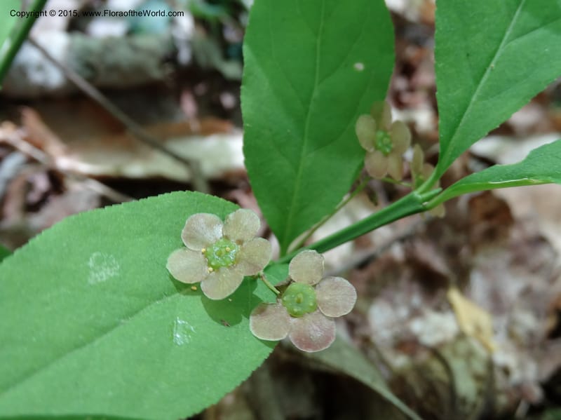 Euonymus obovatus, Davidson, C 12987--North Carolina. Clay Co. Perry Gap Rd, Barnard's Cr. 13 May 2015. DSC04860 (219).JPG