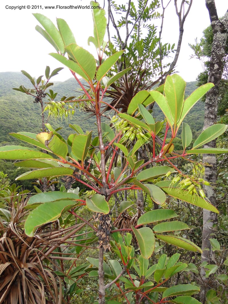 Cunonia macrophylla, not coll.--New Caledonia. Mont Koghis. 18 Jan 2010. 531 (13).JPG
