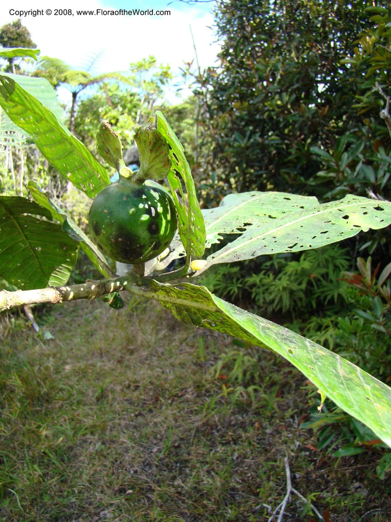 Gardenia oudiepe, JMunzinger4720--New Caledonia. Mandjelia. 13 Nov 07. 154.jpg