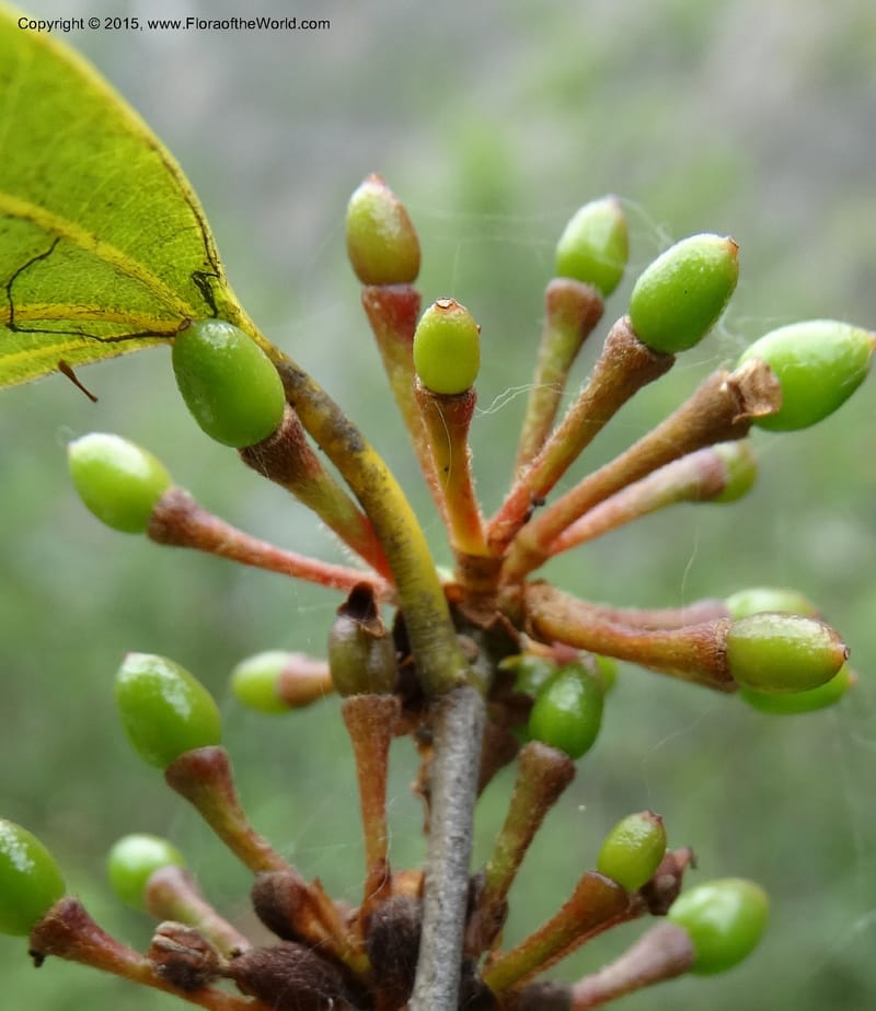 Litsea, Boufford, D 43690--China. Sichuan. LongDongZhen on Rd. to LeiYuan Shan. 13 May 2014. DSC05860 (235).JPG