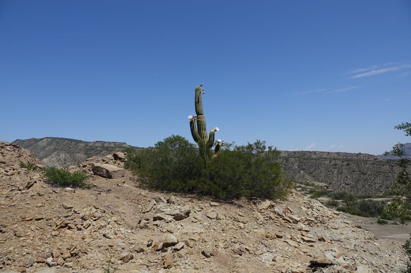 Trichocereus terscheckii--Argentina. Hwy 150, P.N. Ischigualasto. 7 Feb 2018. DSC09079 (32).JPG