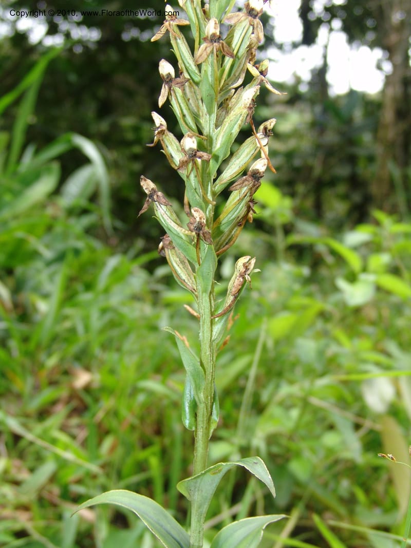 Habenaria, Croat 96282--Ecuador. Prov. Pichincha. La Union-Chiriboga-Quito. 22 Mar 06. 180 (3).jpg