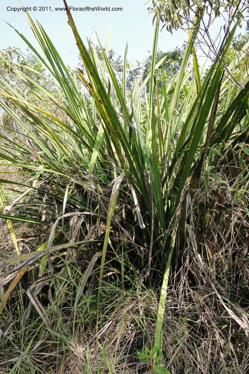 Pandanus urophyllus, Regalado 1955--Viet Nam. Forest Block 19. 15 May 2011. 019 (16).jpg