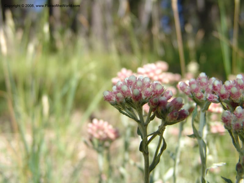 Antennaria rosea, CDavidson11091--ID. Idaho Co. Warren Wagon Rd., Sesesh Meadow. 8 Jul 07. 030.jpg