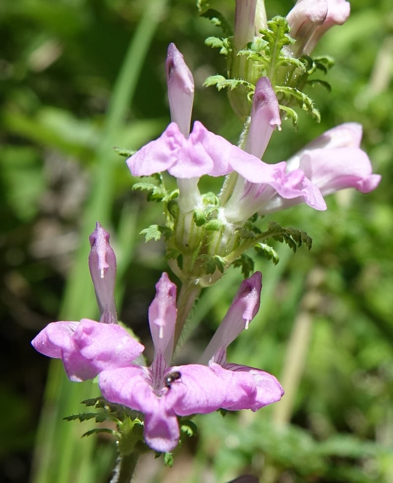 Pedicularis pseudomelampyriflora, C. Davidson 13757--China. Sichuan. Yibailingba-gou. 12 Aug 2017. DSC04660 (582).JPG