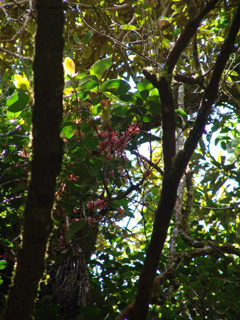 Medinilla, ROR1585--Madag. Parc Nat. Montagne d'Ambre. 11 Nov 06. 112.jpg