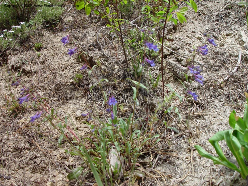 Penstemon albertinus, [CDavidson10988]--ID. Idaho Co. Ca. 30 mi N of McCall. 12 Jun 03. 038.jpg