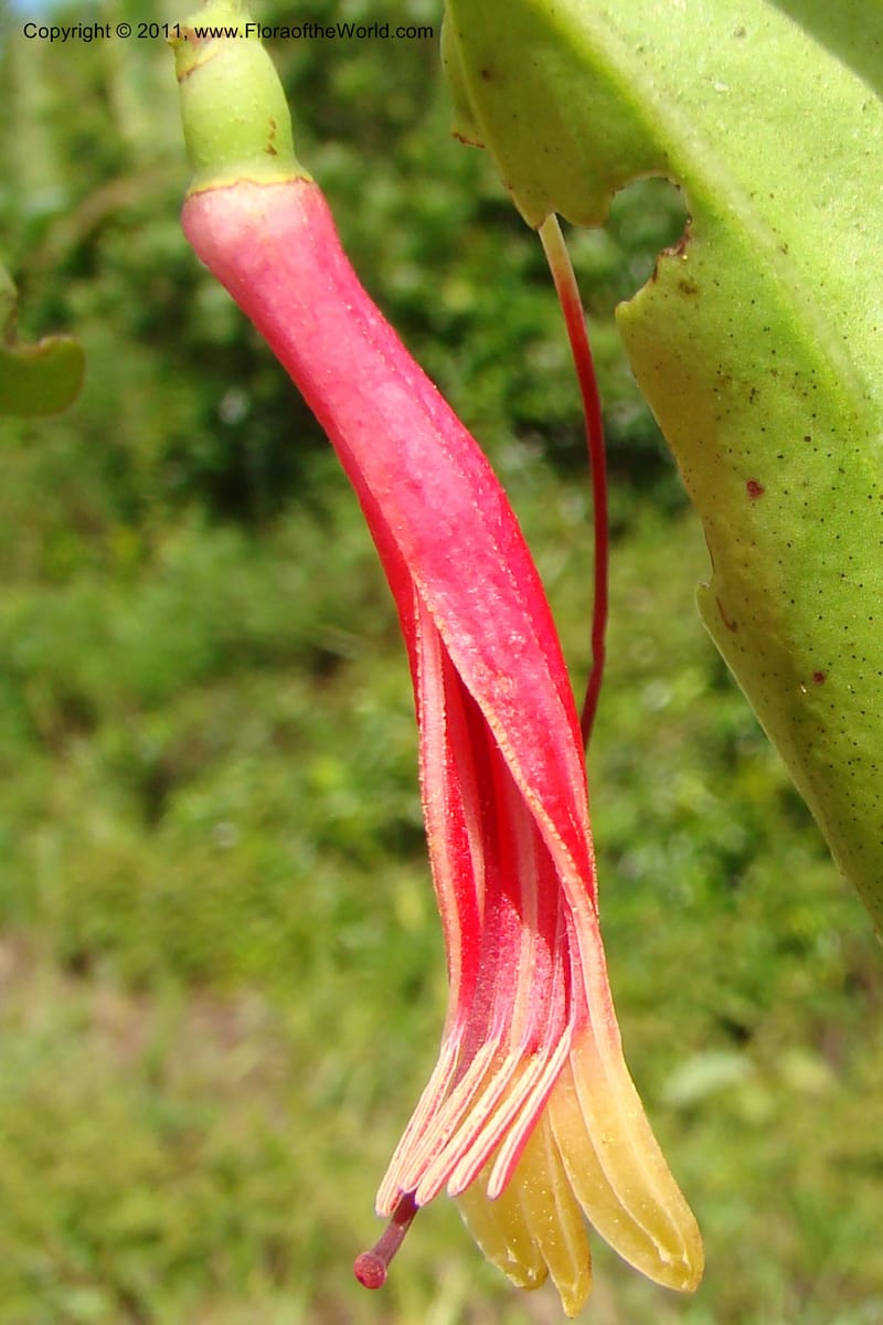 Bakerella clavata, Razafindraibe 212--Madagascar. Prov. Fianarantsoa. RN 12. 14 Jan 09. 257 (4).jpg