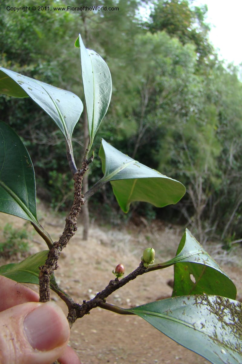Casearia, M. Callmander 782--New Caledonia. Upper Tene River Valley. 19 Jan 2010. 504 (92).jpg