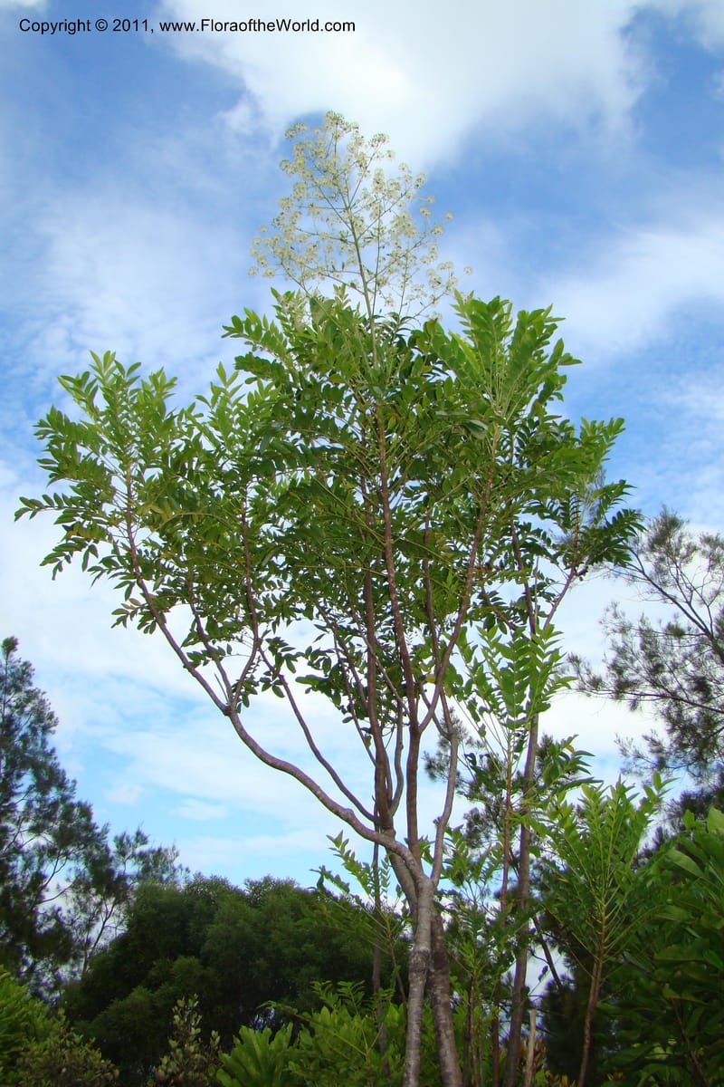 Myodocarpus fraxinifolius, P. Lowry 7180--New Caledonia. Mont Koghis. 18 Jan 2010. 002 (4).jpg