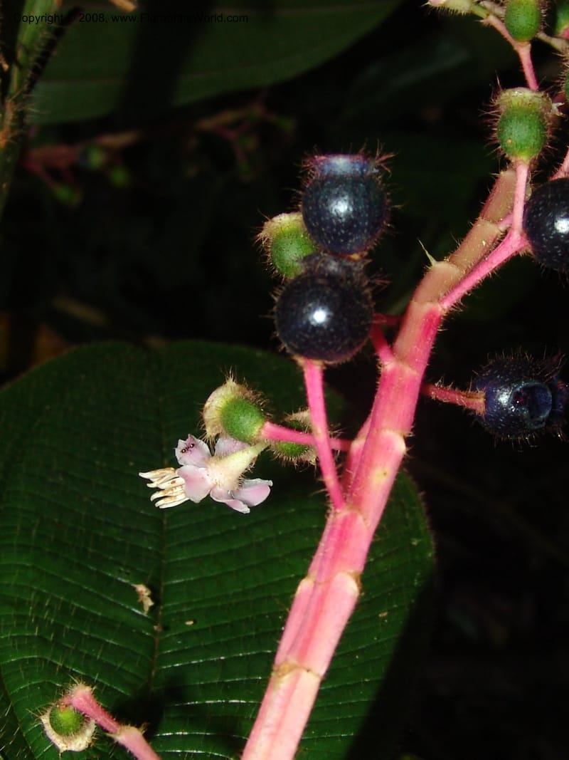 Tococa guianensis, AAraujoM1251--Bolivia. Pq. Nac. Madidi. Chalalan. Send. Anta. 30 Nov 04. 250.jpg