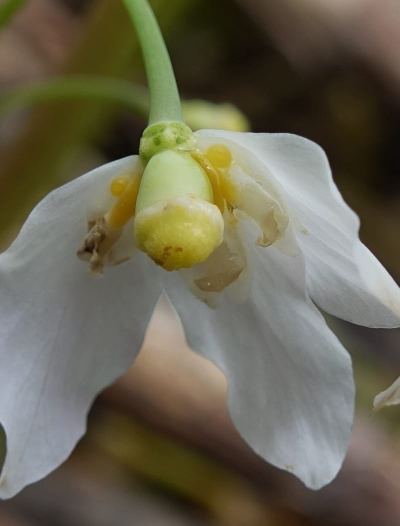 Ranzania japonica--Japan. Myoko Kenmin-no-mori. Hiuchiyama Trial. 27 May 2016.  (146).JPG