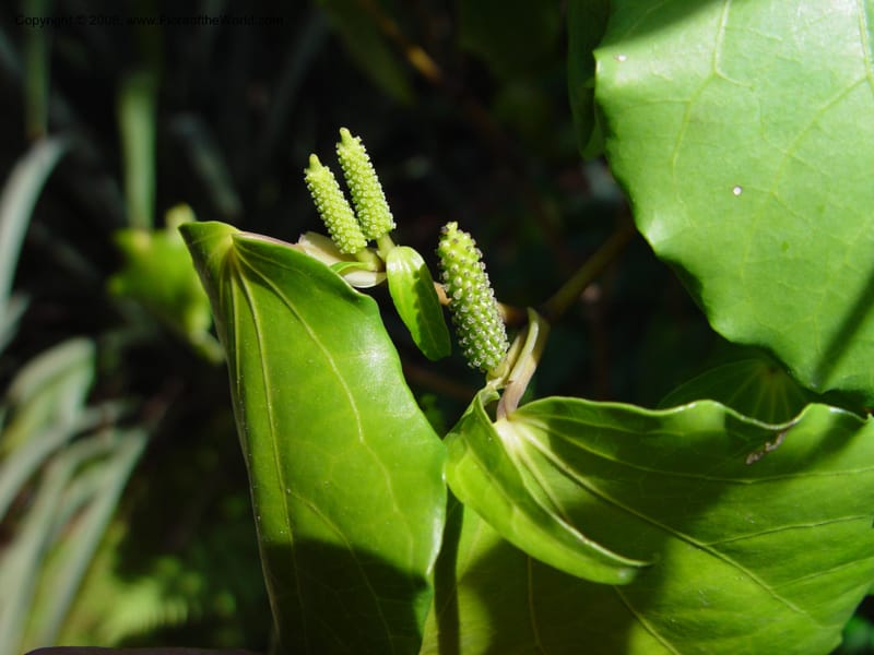 Macropiper excelsum, 77.0606--CA. UC Berkeley Bot. Gard. 10 Feb 03. 068.jpg