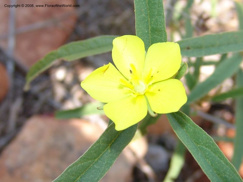 Melhania--So.Africa. Mpumal. twd Rietfontein. 16 Mch 05. 443.jpg