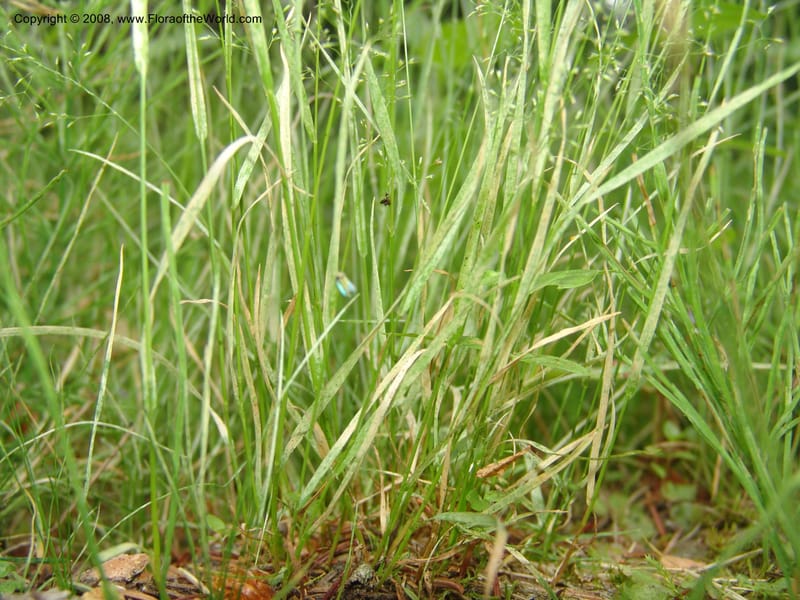 Agrostis scabra, CDavidson11119--ID. Adams Co. For. Serv. Rd. 453, to Goose Lk. 20 Jul 07. 237.jpg