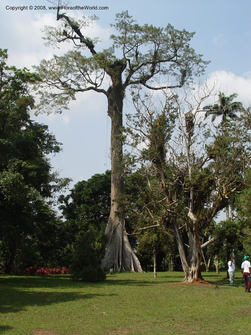 Ceiba pentandra--Ghana. Aburi Botanic Garden. 10 Dec 03. 143.jpg
