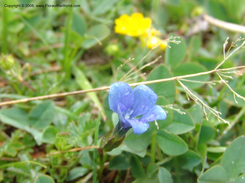 Gentiana angulosa--Georgia. Kazbeki . Trail-road to Sameba Church. 2 Jun 05. 313.jpg