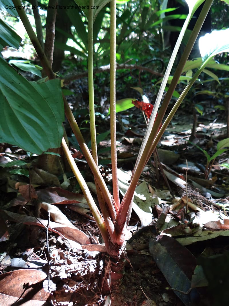 Tacca, VC 5596--Thailand. Ranong Prov. Klong Naka Wildlife Sanctuary. 14 Nov 2012. DSC09055 (151).JPG
