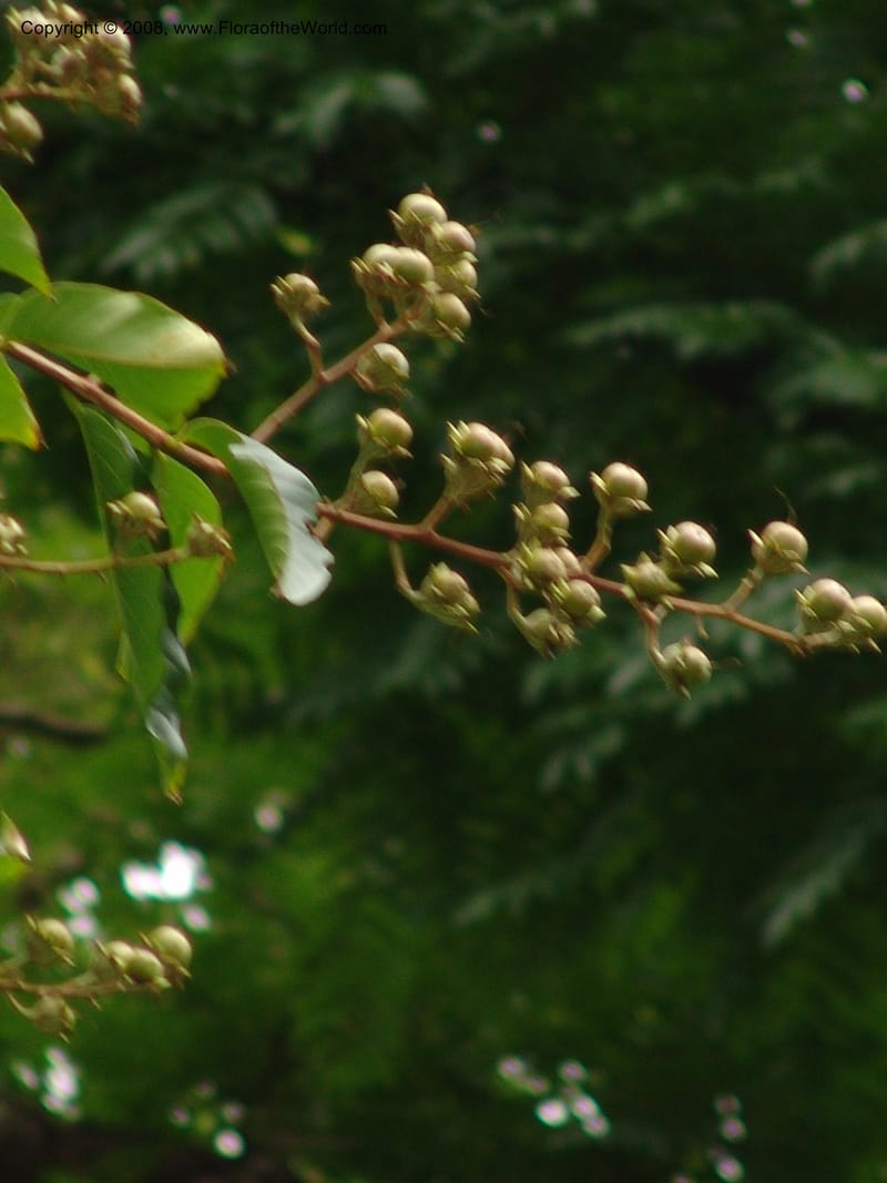 Lagerstroemia speciosa--So. Africa. Durban Bot. Garden. 14 Mch 05. 097.jpg
