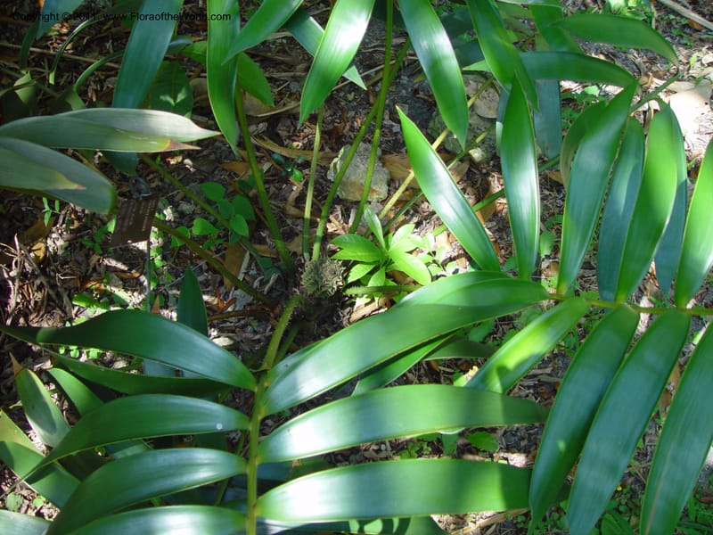 Ceratozamia miqueliana--FL. Fairchild Bot. Gard. 6 Apr 03. 076.jpg