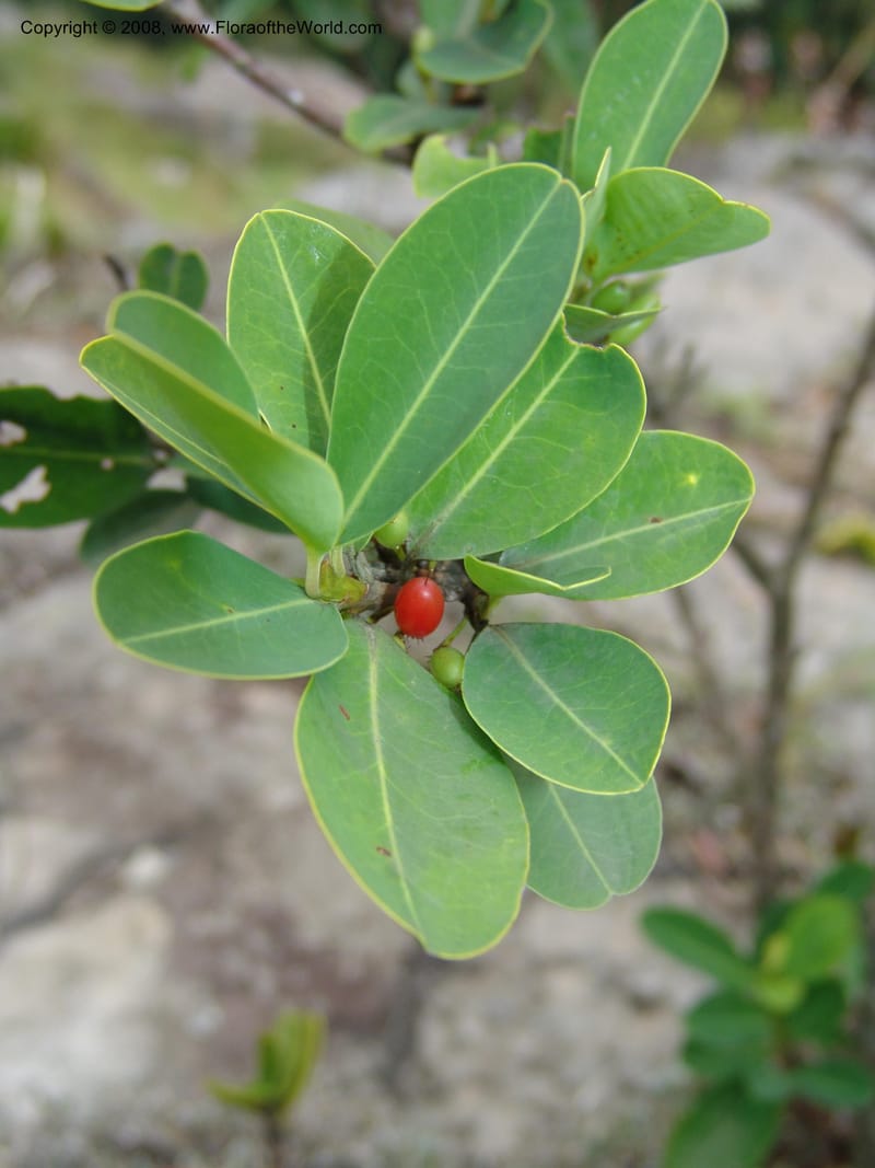 Erythroxylum pictum--So.Africa. E. Cape. Umtamvuna Nat. Res. 11 Mch 05. 259.jpg
