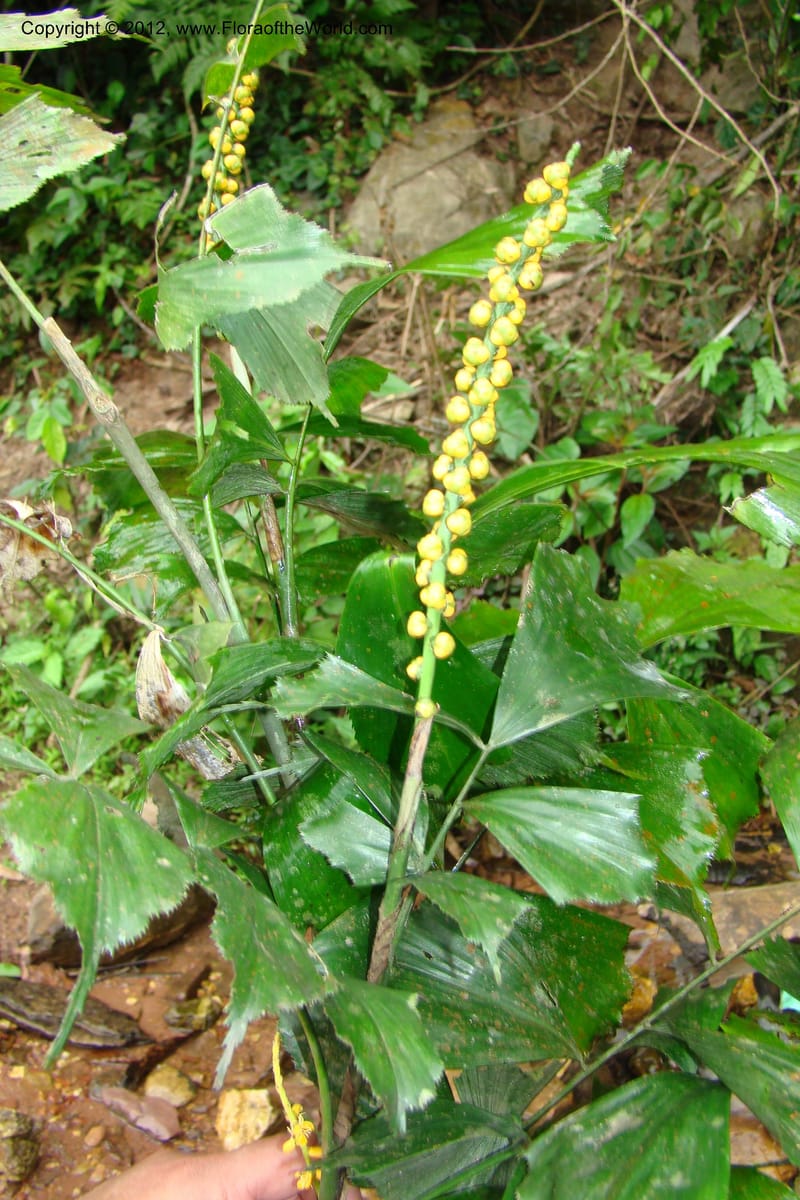 Arenga caudata, Regalado 1719--Viet Nam. Thua Thien Hue Prov. Nam Dong Distr. Thuang.12 Apr 09. 323 (5).jpg