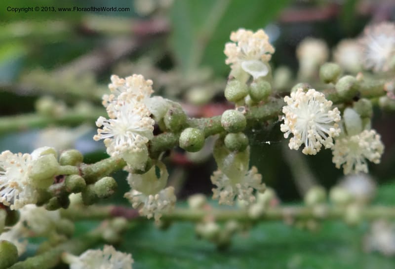 Tetracera nordtiana, Gray, B 9632--Australia. Queensland. Misty Mtn. Rd. 12 Nov 2013. DSC08108 (34).JPG