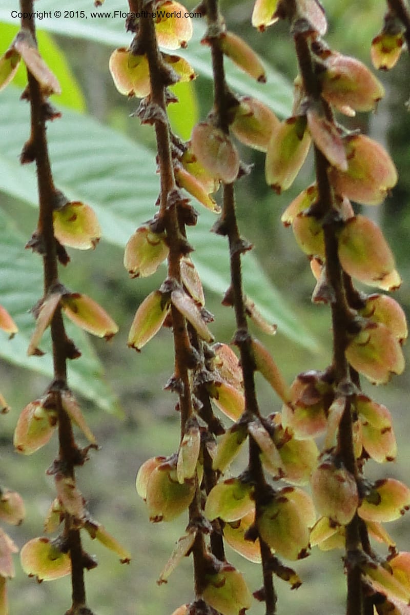 Rhoiptelea chiliantha, Regalado 1809--Viet Nam. Trail to Siu Chai Commune. 5 May 2011. 306 (8).jpg