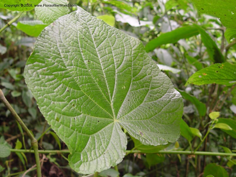 Piper umbellatum--Cameroon. Mt. Cameroon. 5 Dec 03. 059.jpg
