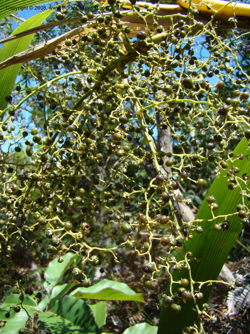 Joinvillea, JMunzinger4656--N.Caled. Dumbea Dam in Dumbea Riv, S of Noumea. 11 Nov 07. 094.jpg