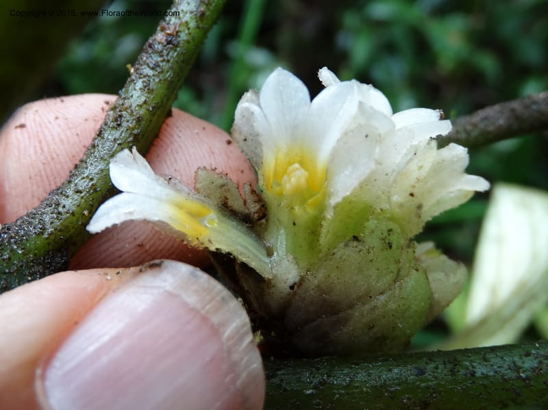 Pentaphragma cyrtandriforme, Davidson, C 12738--Sabah. Mt. Kinabalu. Bundu Tuhan Trail. 11 Oct 2014. DSC04153 (102).JPG