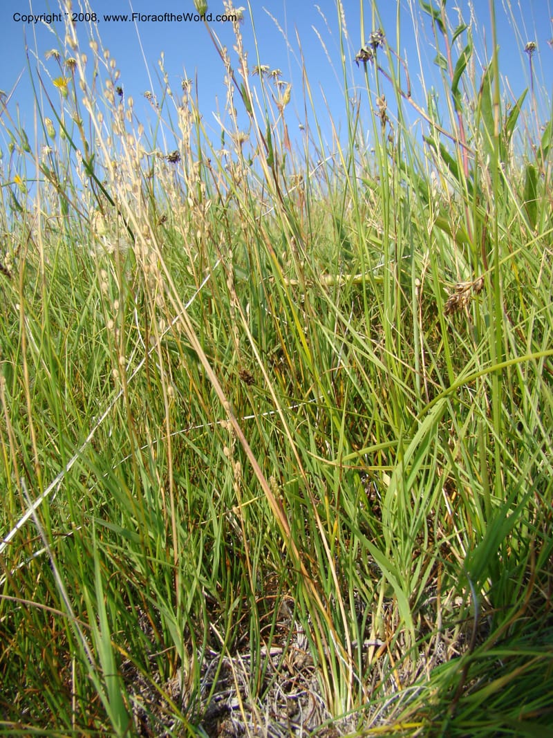 OR. Malheur Co. 10 km W of Rome on Hwy 95. 16 Jul 08. 007.jpg