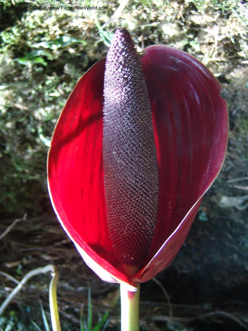 Anthurium gualeanum, Croat93239--Ecuador. Prov. Pichincha. Old hwy Quito to Sto. Domingo.   12 Aug 04. 098.jpg