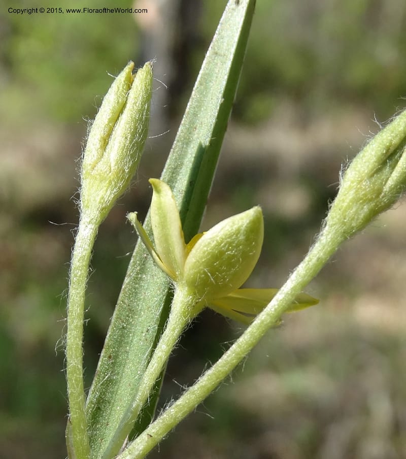 Hypoxis hirsuta, Davidson, C 12977--North Carolina. Clay Co. Buck Cr. 13 May 2015. DSC04619 (191).JPG