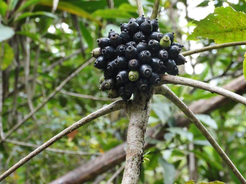 Plerandra insolita, Plunkett, G 3186--Fiji. Waisali Rainf. Reserve. 4 Nov 2015. DSC08848 (225).JPG