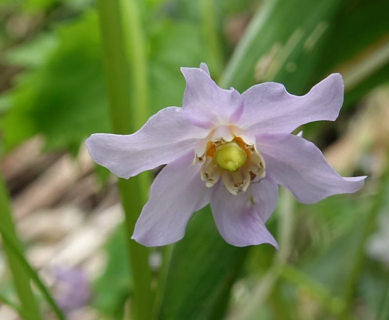 Ranzania japonica--Japan. Myoko Kenmin-no-mori. Hiuchiyama Trial. 27 May 2016.  (160).JPG