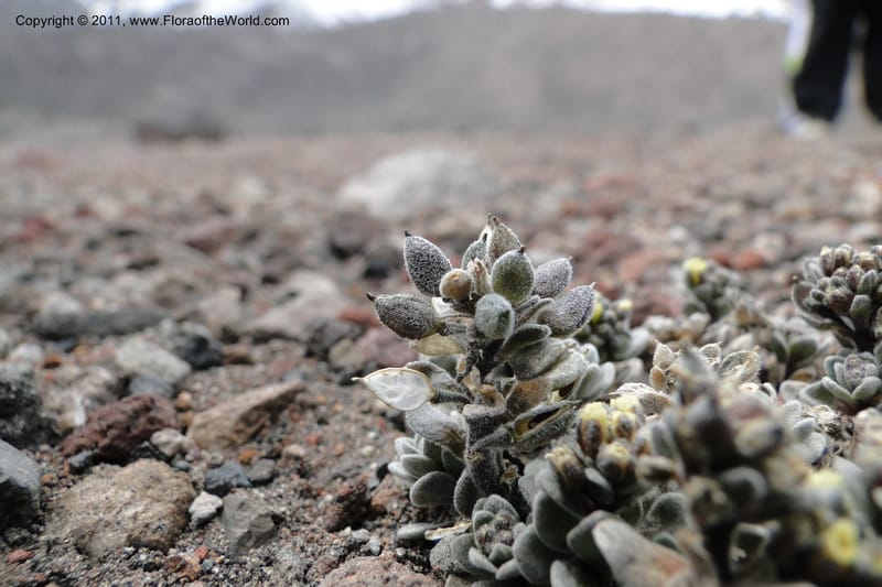 Draba obovata, Ulloa 2071--Ecuador. Chimborazo. El Primer Refugio. 5 Jun 2011. 136 (13).jpg