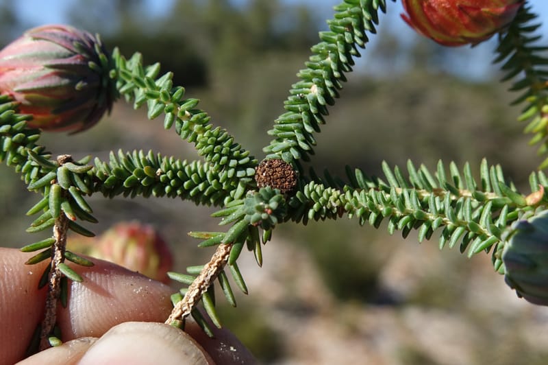 Darwinia polychroma, Davidson, C 13416--Australia. W.A. Past Coorow Rd. 23 Oct 2016. DSC04729 (19).JPG
