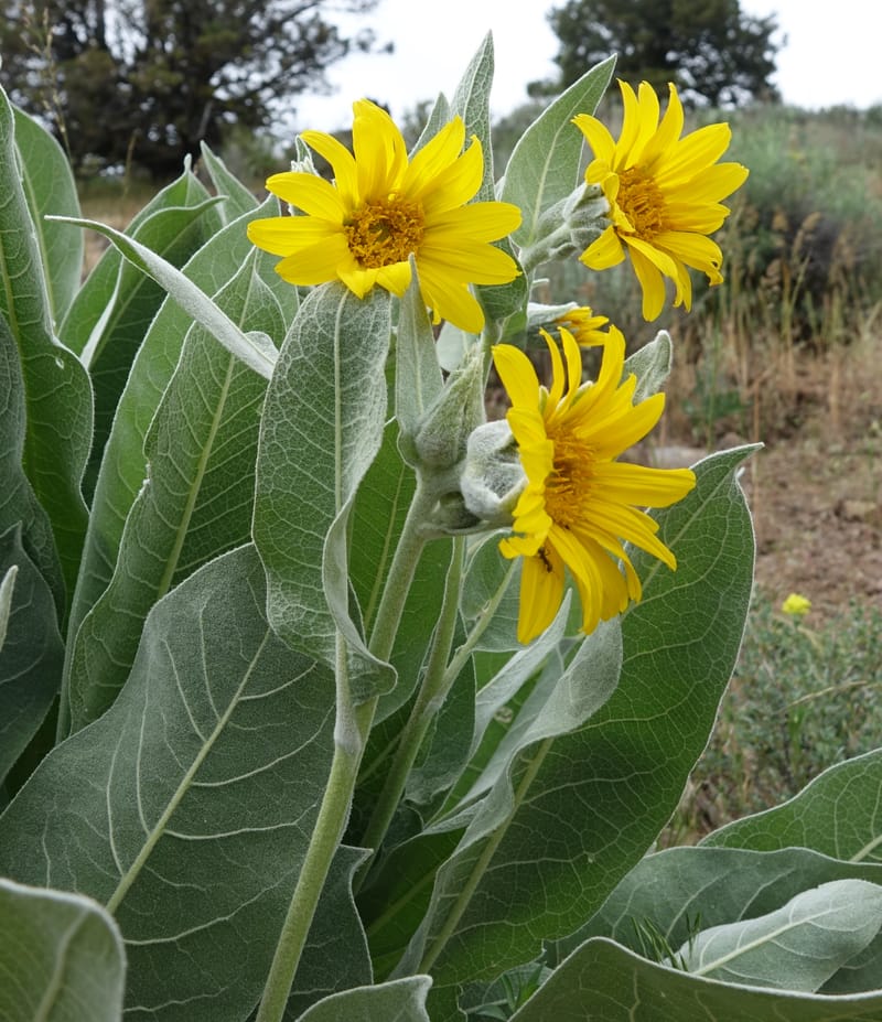 Wyethia mollis, C. Davidson 13616--CA. Modoc Co. Warner Mts. Hwy 299. 7 June 2017. DSC01455 (13).JPG
