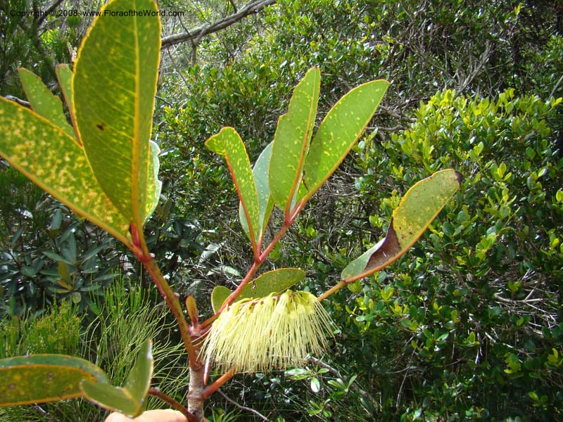 Cunonia macrophylla, JMunzinger4910--New Caled. Parc Prov. Riviere Bleue. 22 Nov 07. 202.jpg